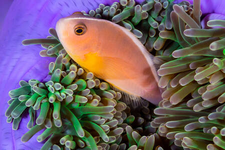 Clown fish in coral