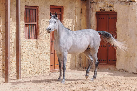 Арабски кон