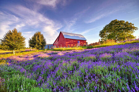Lavendel Hill boerderij