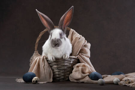 Rabbit in a basket