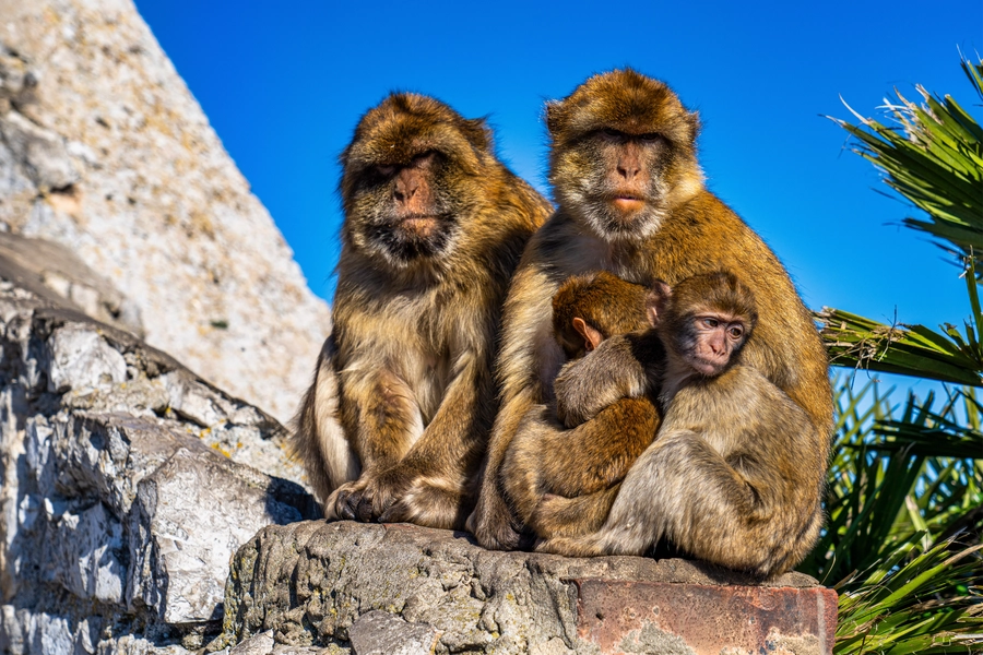 Monos de gibraltar