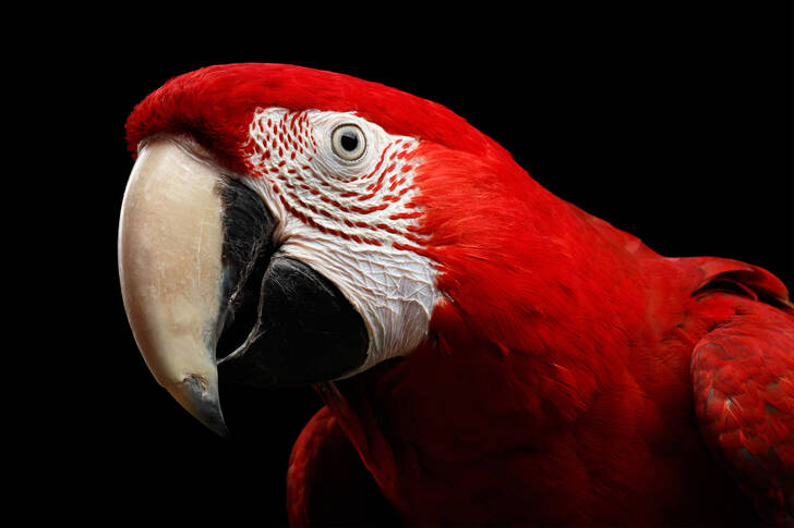 Portrait de perroquet ara