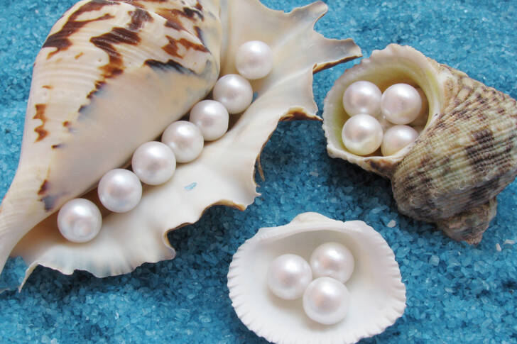 Muscheln mit Perlen
