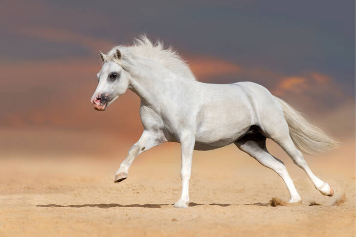 Pony gallese bianco