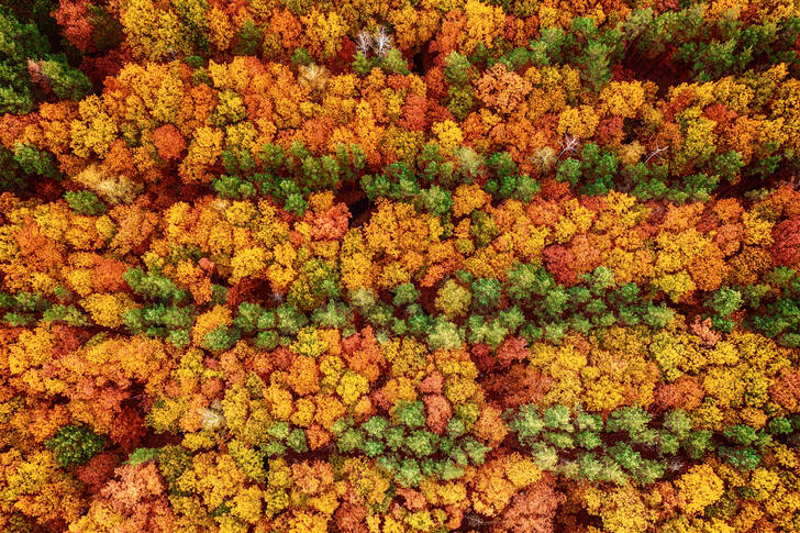 Vista superior da floresta de outono