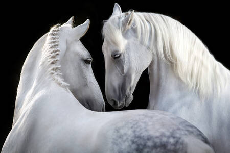 Witte paarden op een zwarte achtergrond