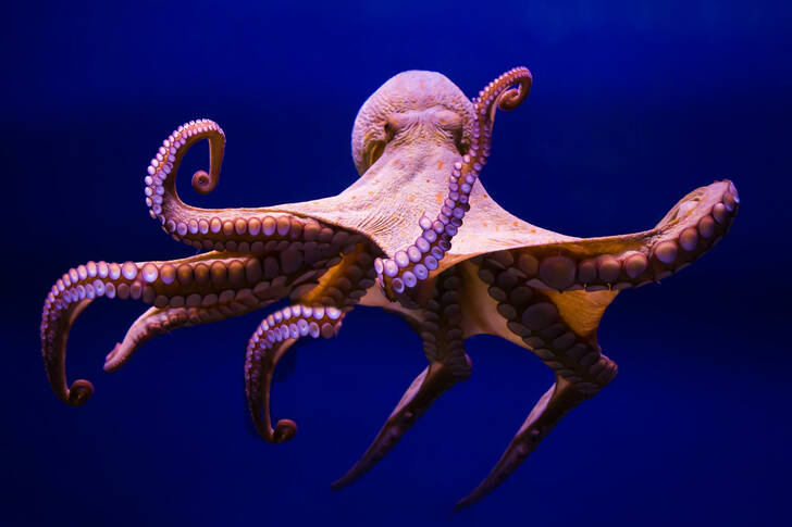 Grote octopus
