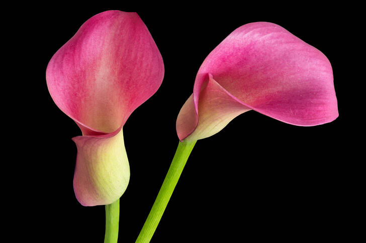 Wunderschöne Calla-Blume