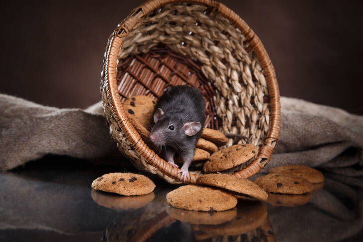 Rato em uma cesta com biscoitos