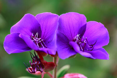 Pleroma violeta