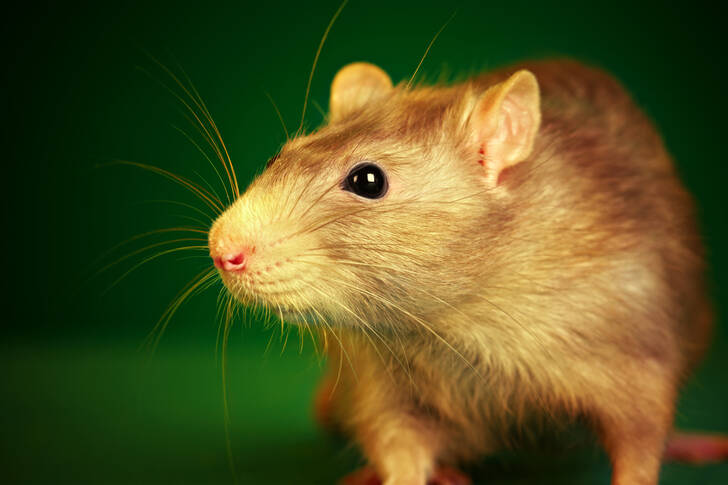 Rat on a green background