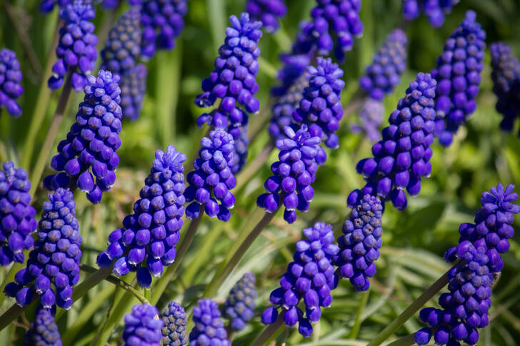 Armenian grape hyacinth