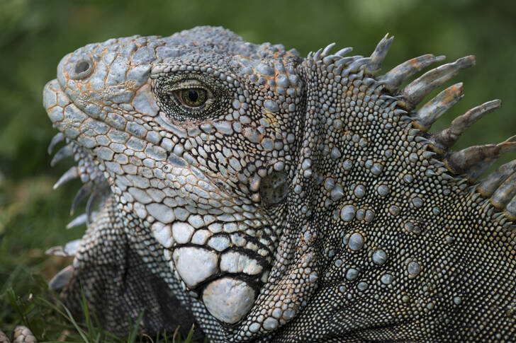 Portrait of a common iguana