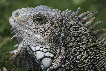 Retrato de una iguana común