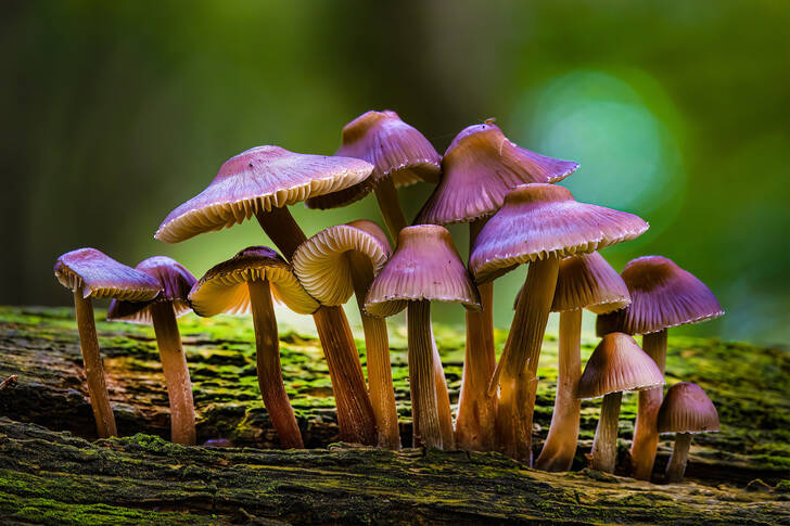 Champignons violets