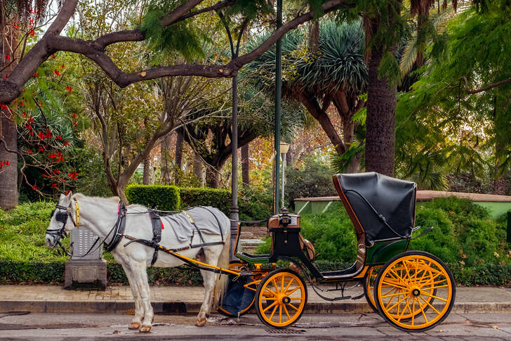 Carrozza trainata da cavalli nel parco