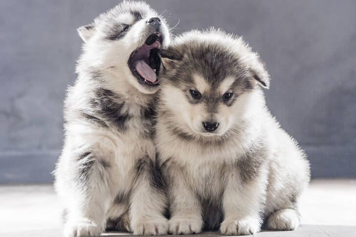 Pequeños cachorros de malamute de Alaska