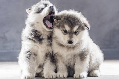 Pequenos filhotes de malamute do Alasca