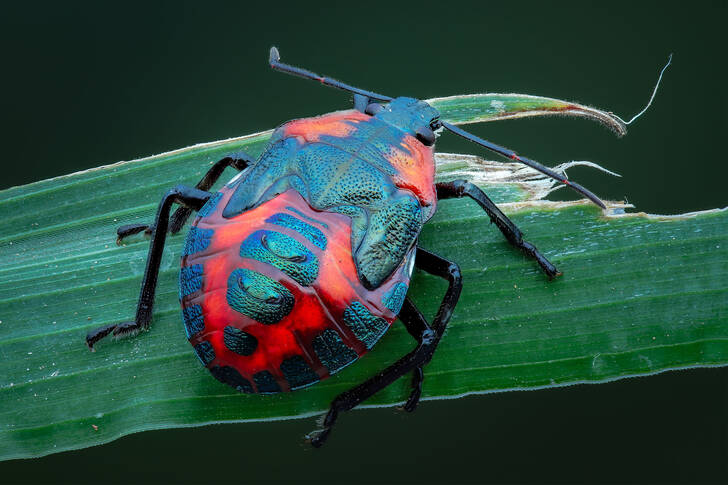 Bug on a green leaf