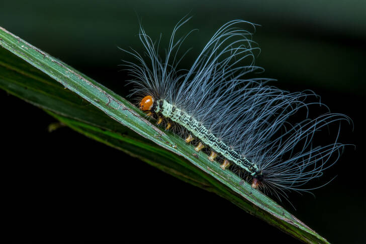 Black striped caterpillar