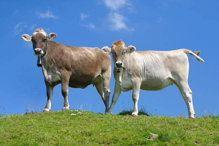 Swiss cows