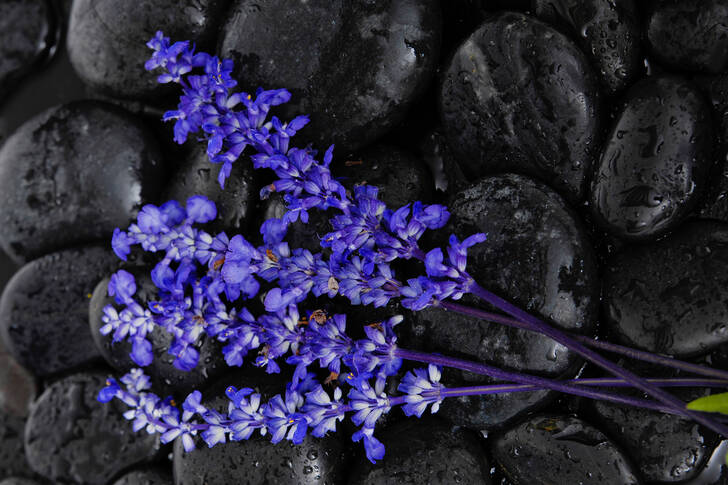 Lavender on black stones