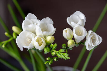 Freesia putih