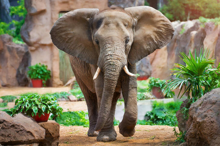 Baby elephant at the zoo