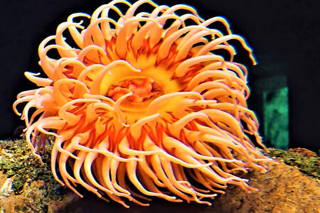 Orange Anemone