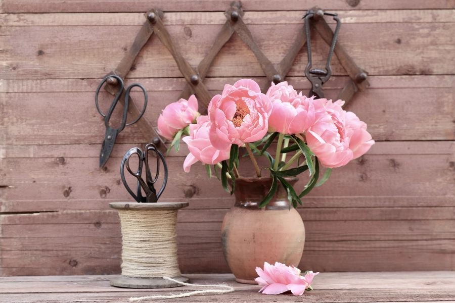 Pivoines dans un pot en argile