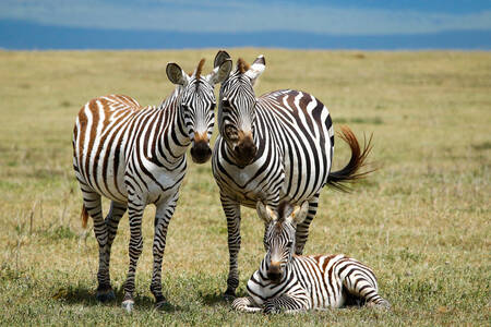 Zebrafamilie