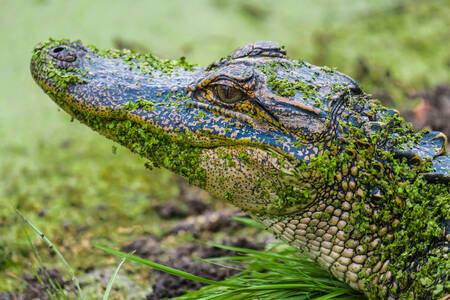 Aligator în mlaștină