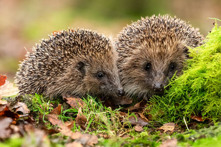 Two hedgehogs