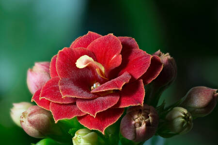 Kalanchoe flower