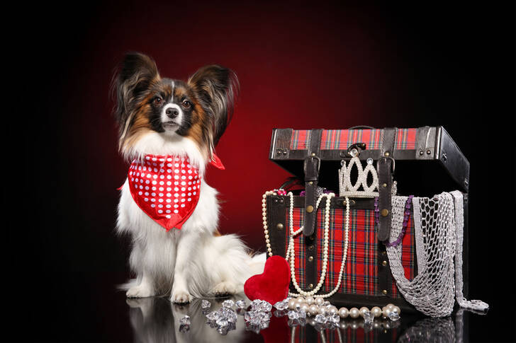 Continental Toy Spaniel