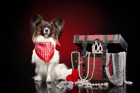 Spaniel Miniatur Kontinental