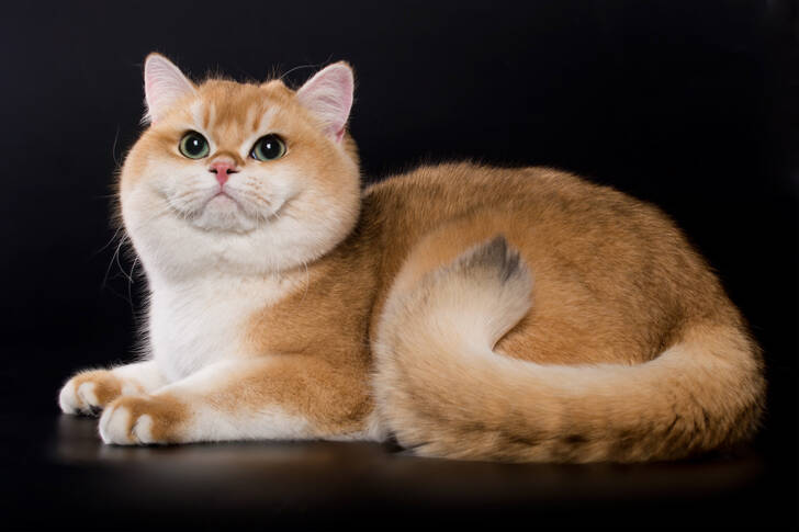 قط شينشيلا البريطاني