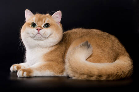 قط شينشيلا البريطاني