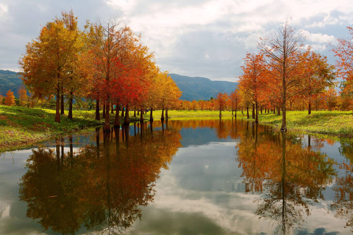Swamp cypresses in the water