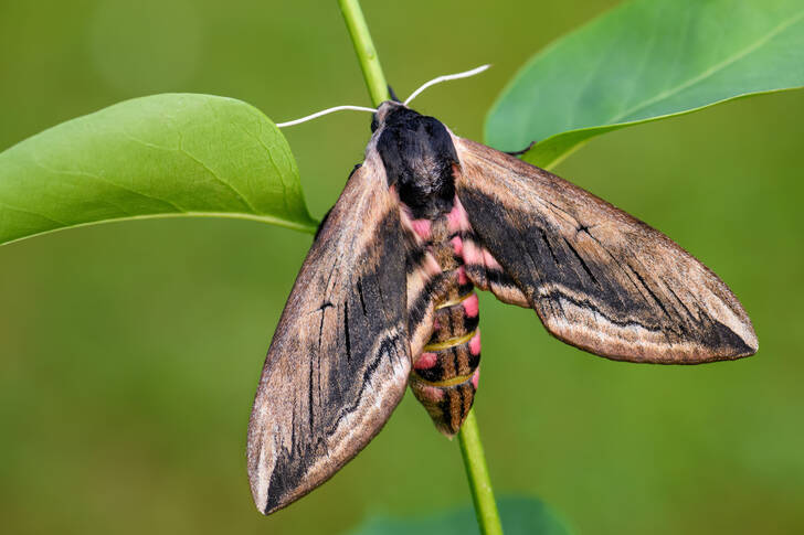 Lilac Hawk Moth