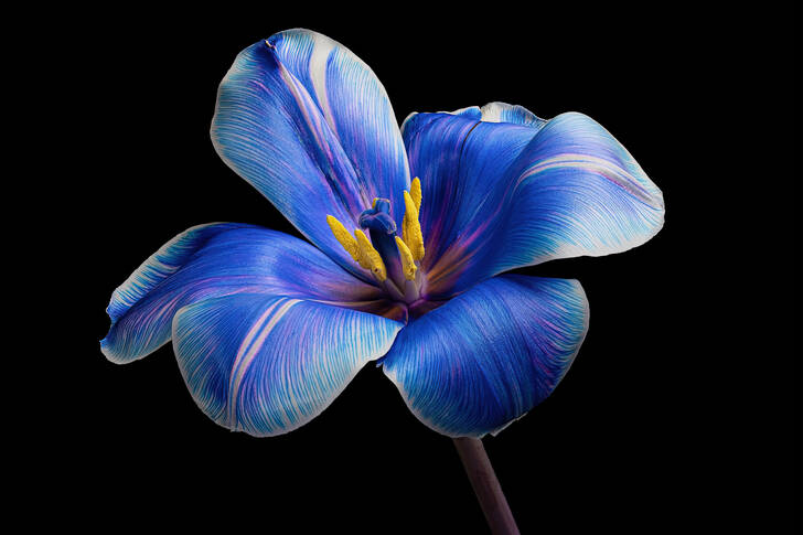 Blue tulip on a black background