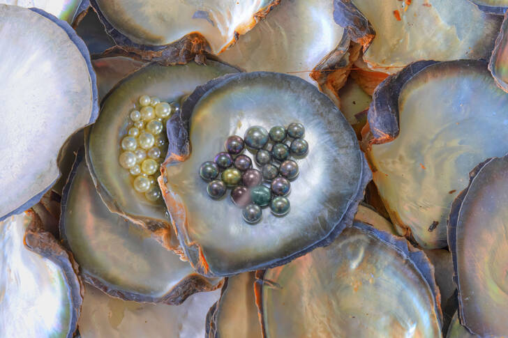 Perle in una conchiglia