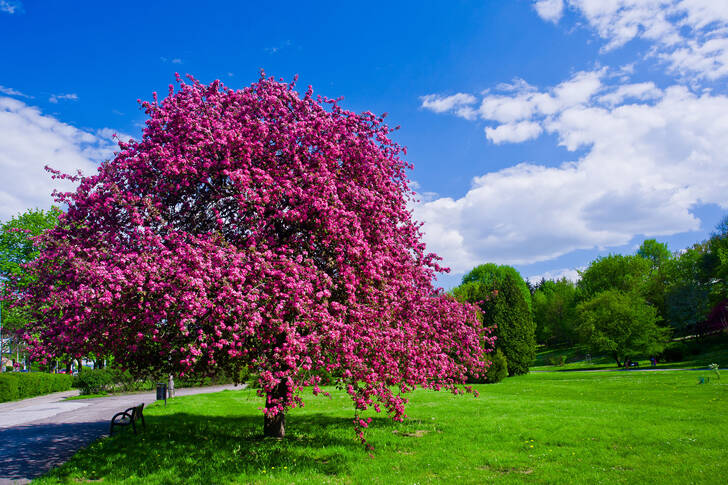 Un albero in fiore nel parco