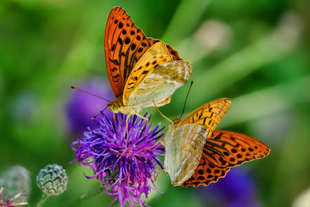 Fjärilar i trädgården