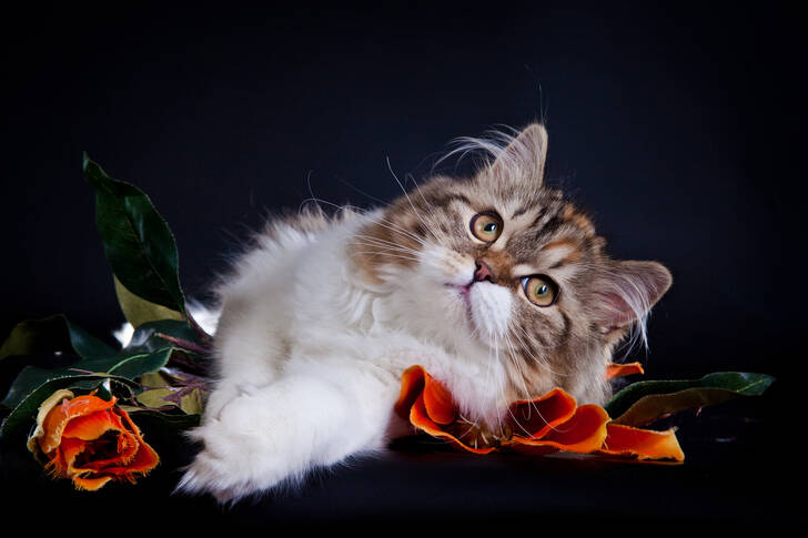 Fluffy kitten against a dark background