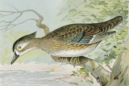 Female tree duck