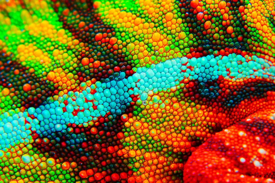 Macrofoto van een kameleonhuid