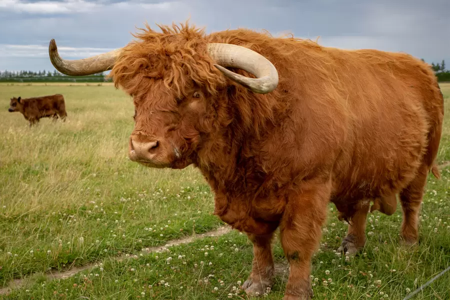 Bergstier in het veld