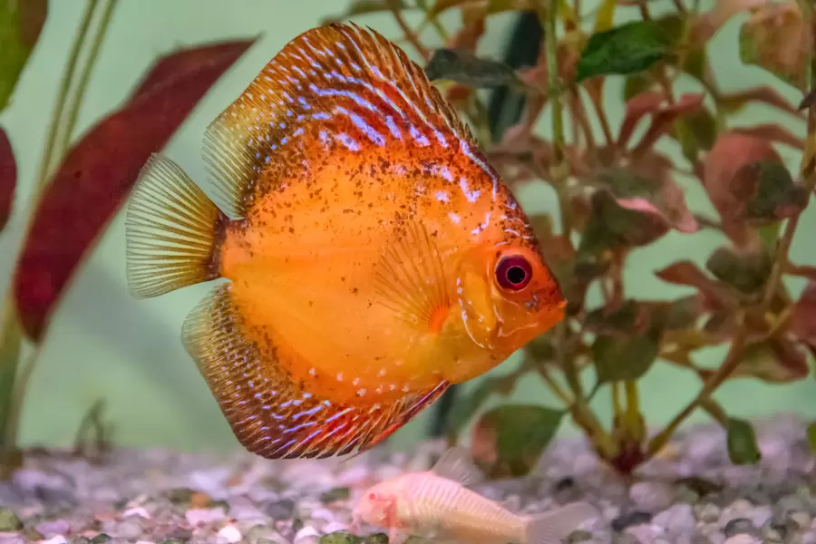 Discus Red