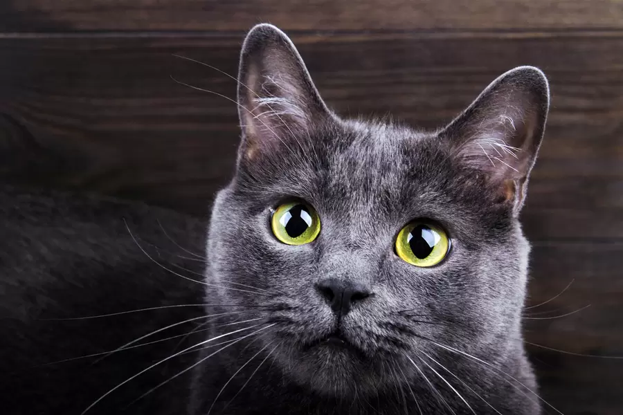 Gato gris